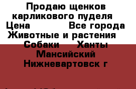 Продаю щенков карликового пуделя › Цена ­ 2 000 - Все города Животные и растения » Собаки   . Ханты-Мансийский,Нижневартовск г.